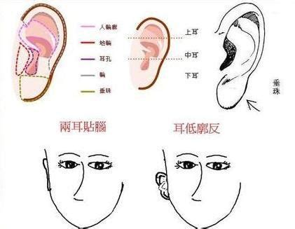 耳朵大 面相|面相耳朵图解【最详细版】 – 杨易德全集官网